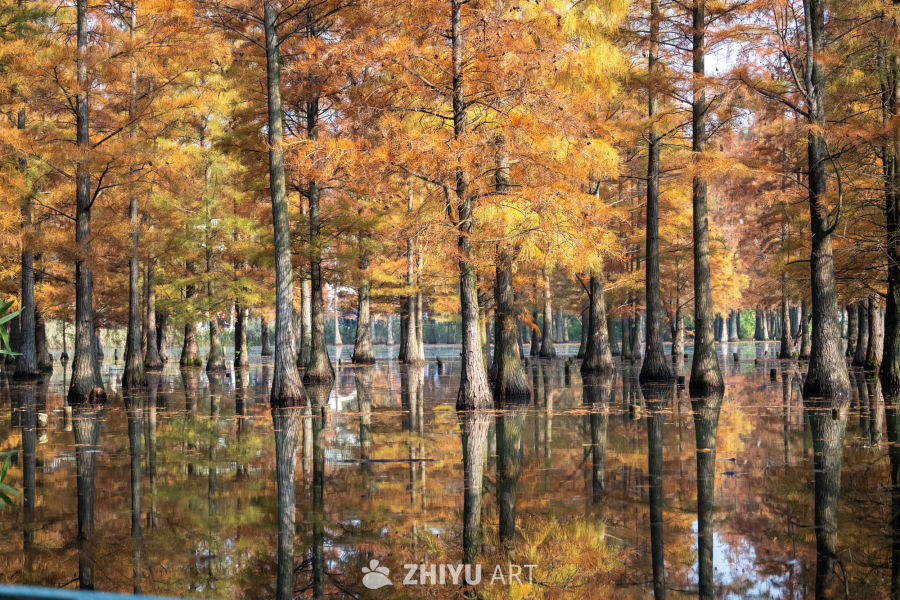 落羽杉水杉林的秋季景观