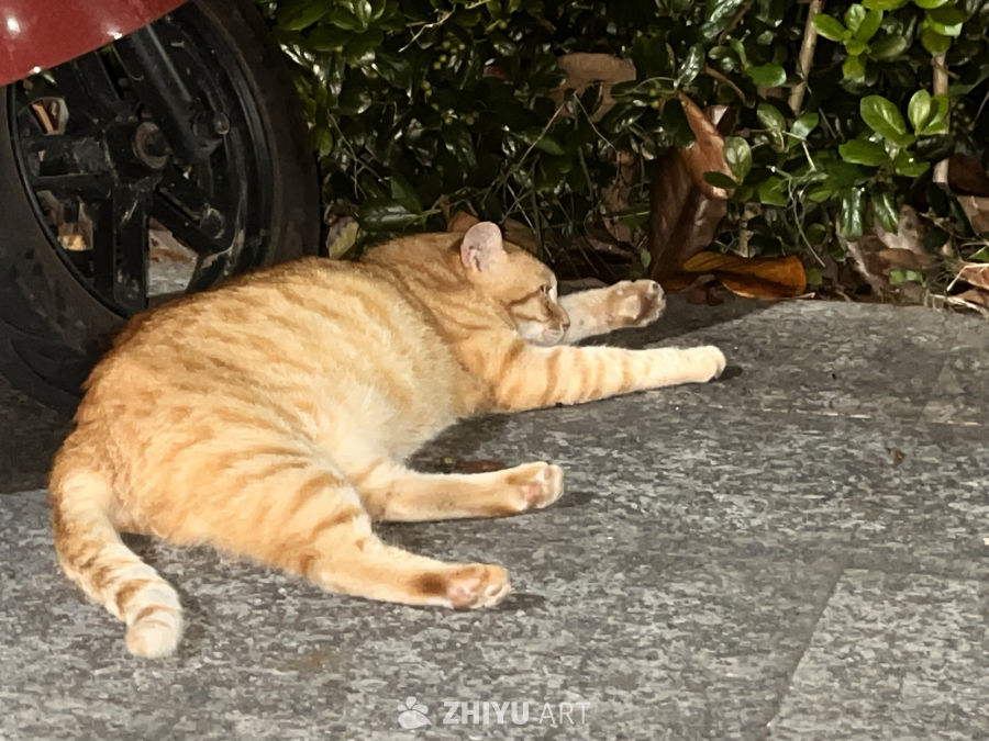 悠闲的伸展时光
