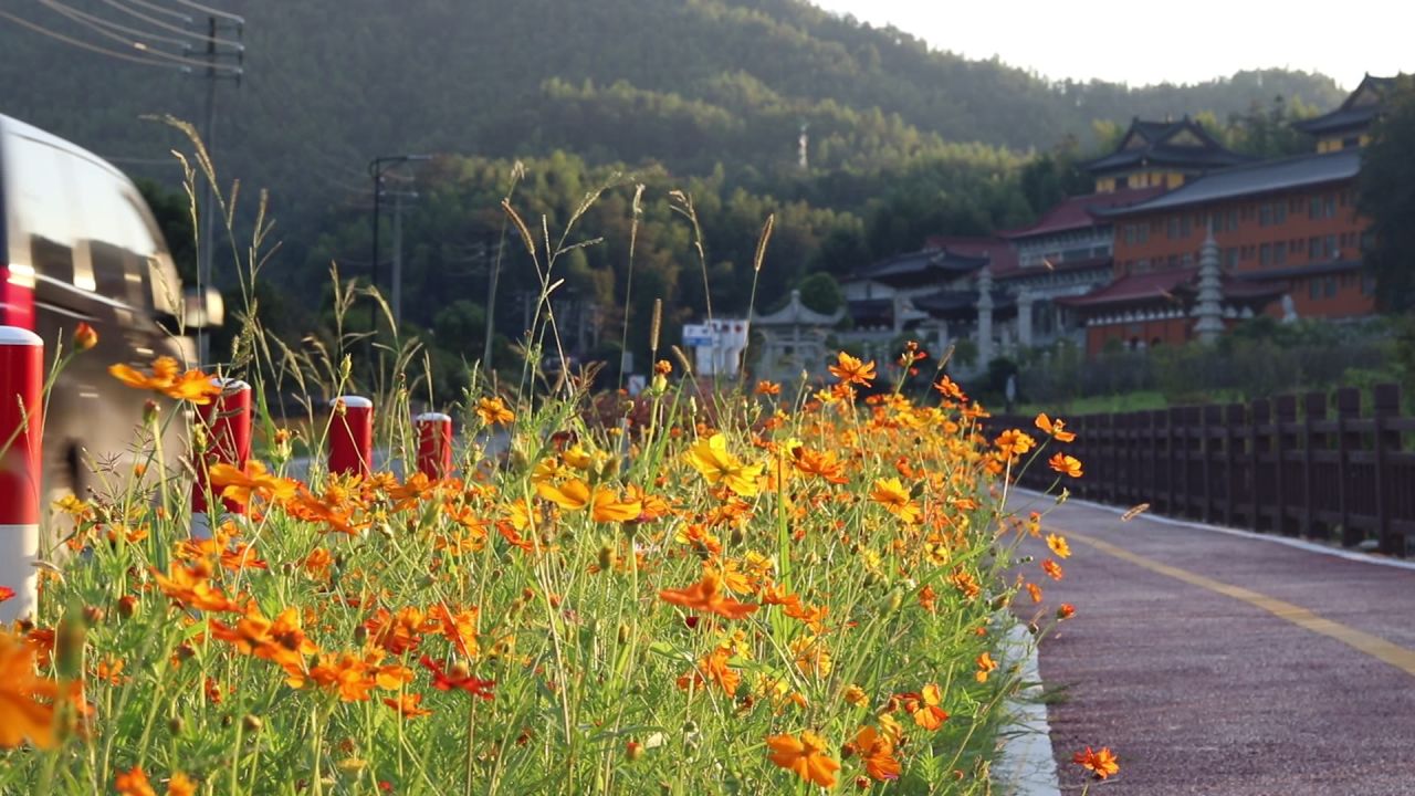 路边野花