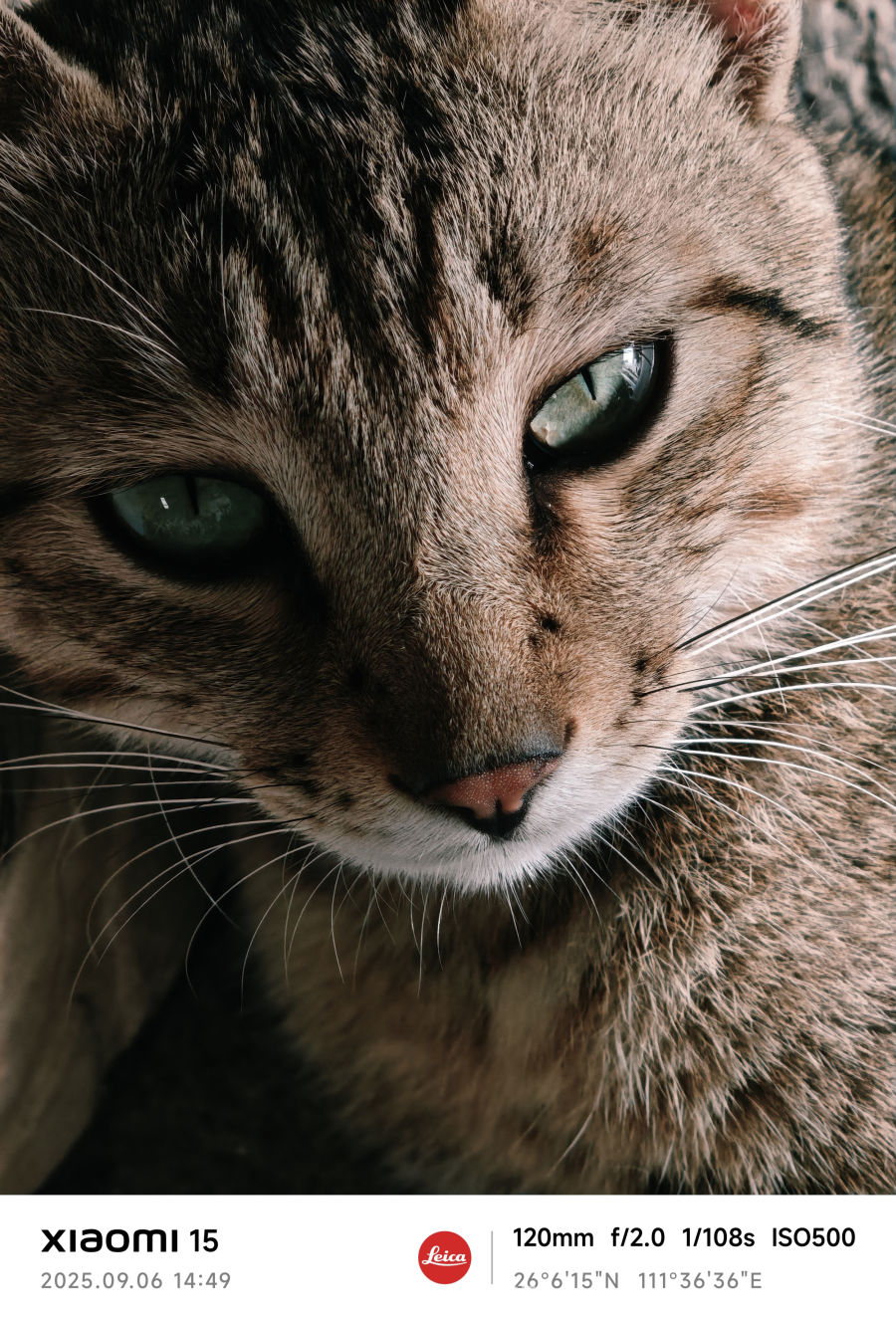 猫在休憩的时候