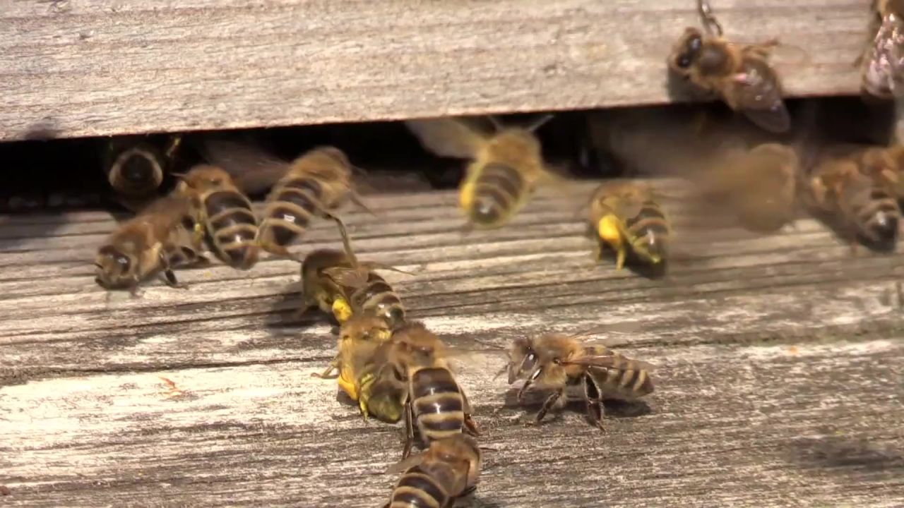 蜜蜂花蜜蜂箱夏季群