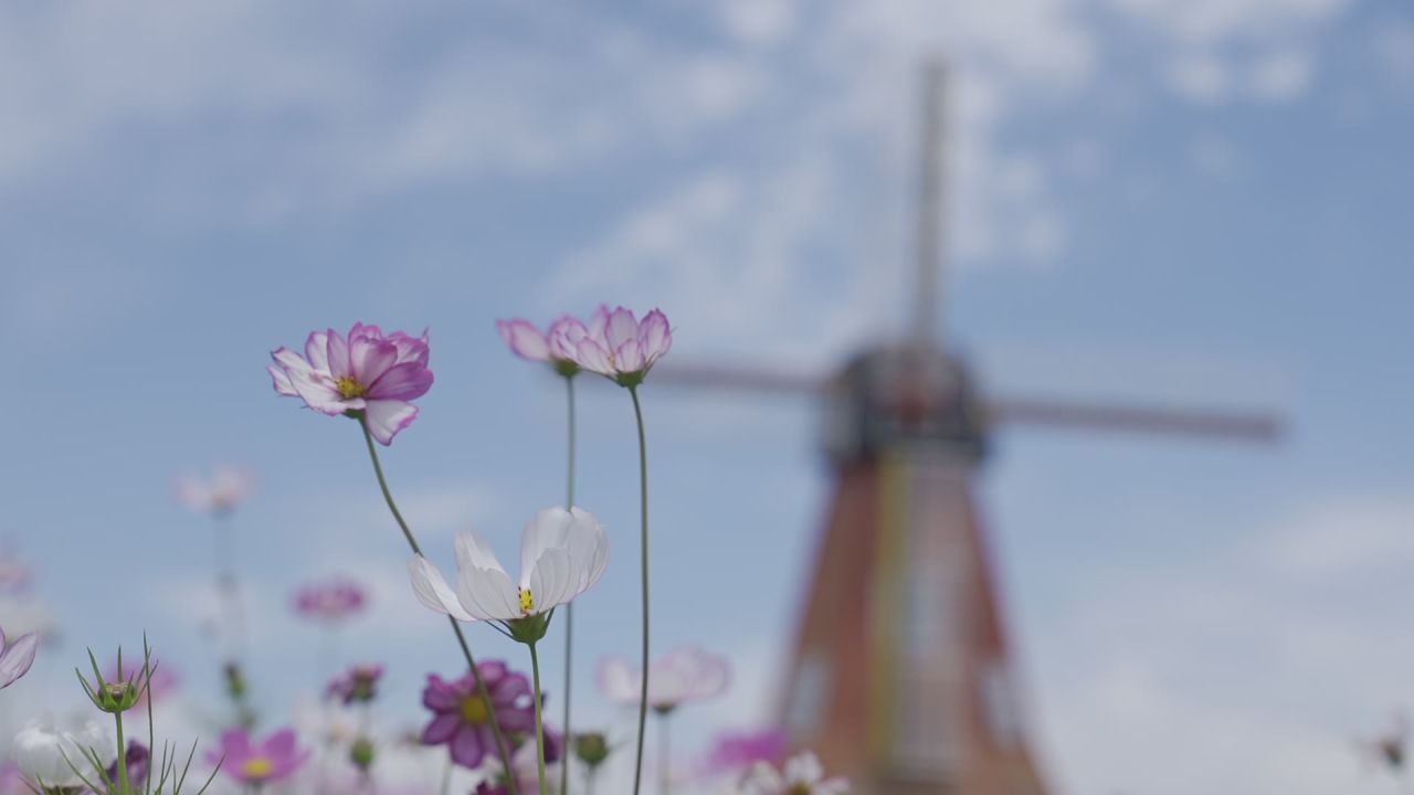 花海 13