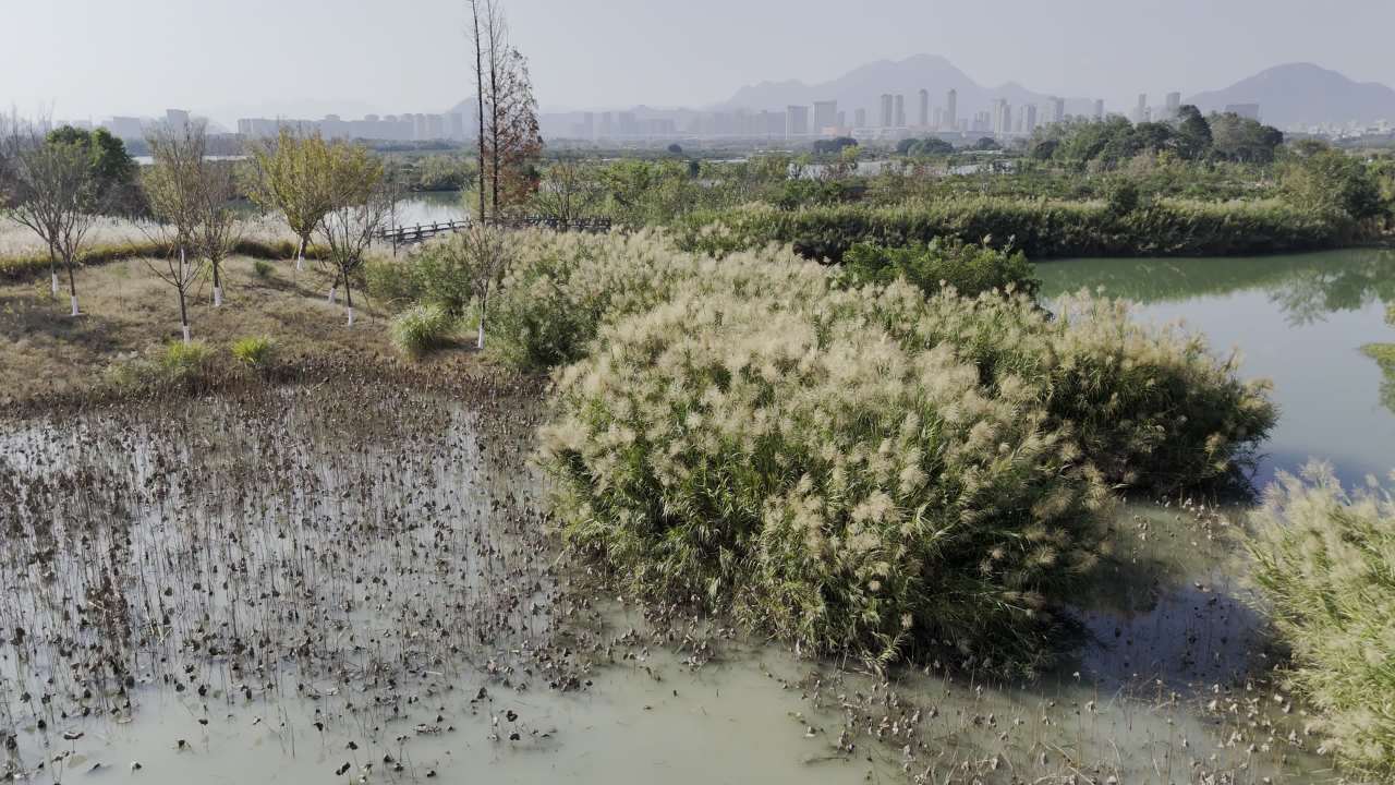 湿地红杉 14