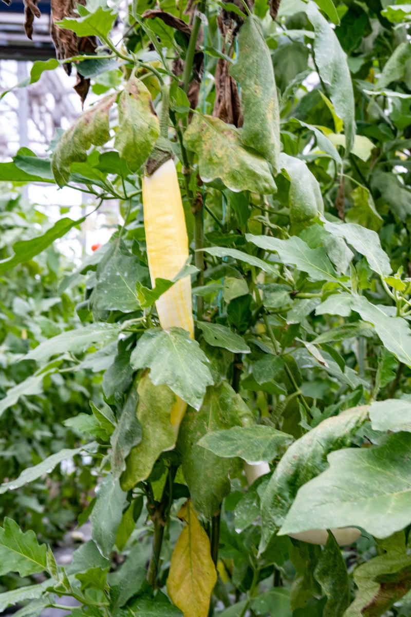 现代农业种植有机蔬菜摄影图