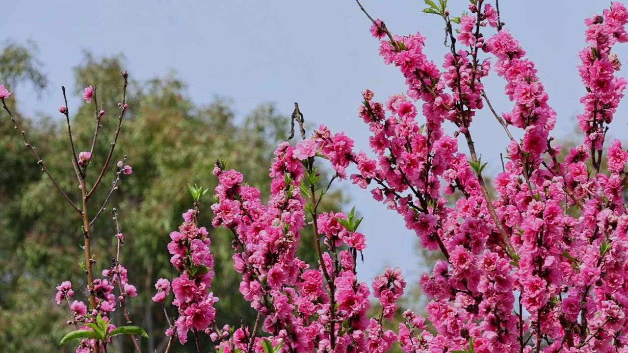 春暖花开桃花盛开 13