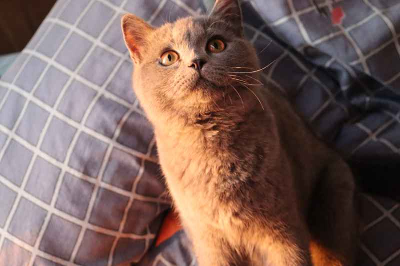 蓝猫自拍 25