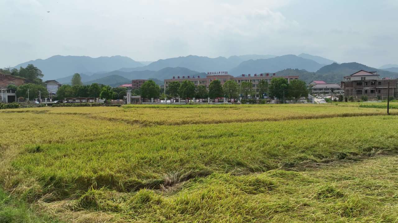小学 19