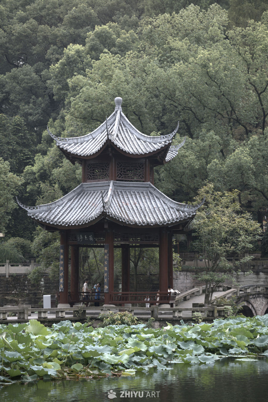 古亭荷塘静谧景