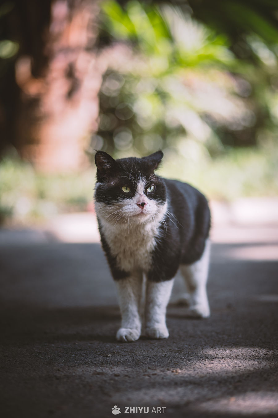 楼下的流浪小猫
