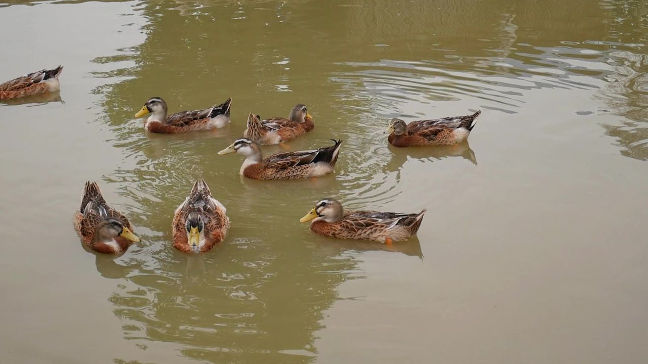 池塘鸭群4