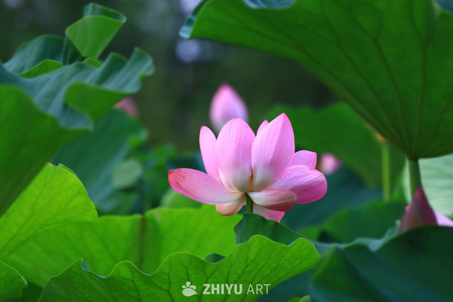 盛夏荷花 214