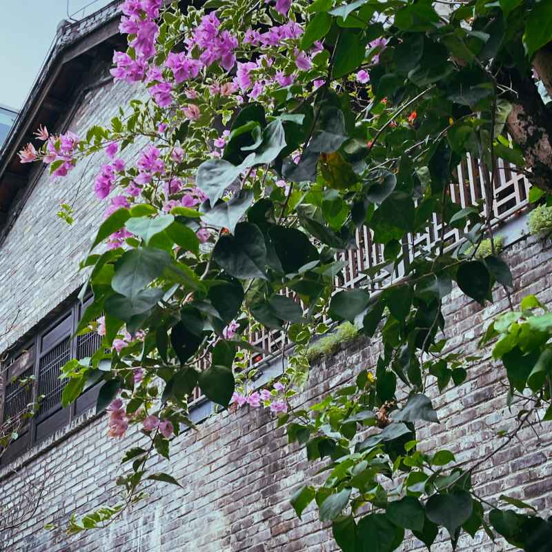 花与古建筑