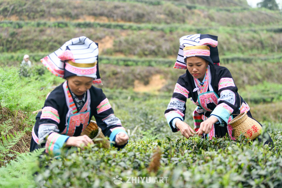 少数民族茶山采茶 6