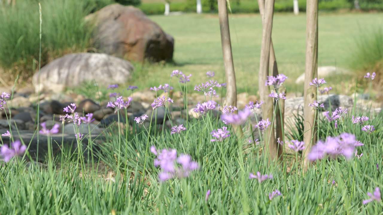 湿地公园一角 10