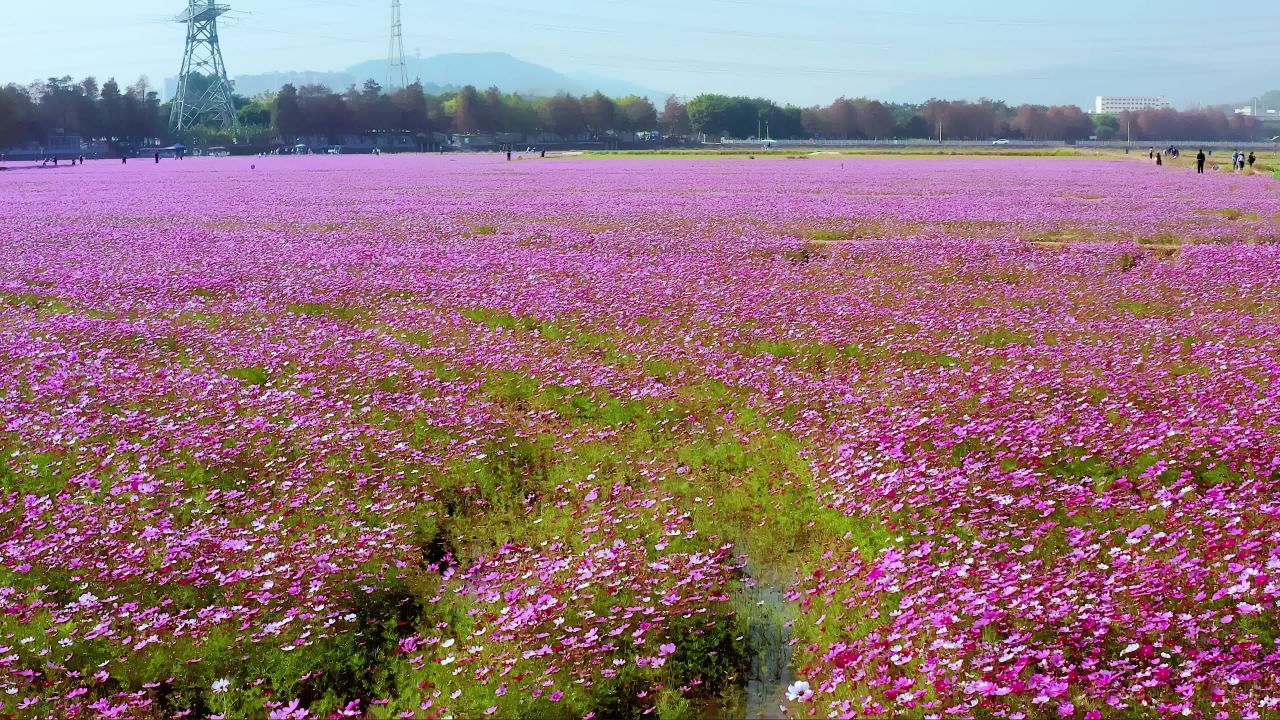 中山市南朗格桑花开一 