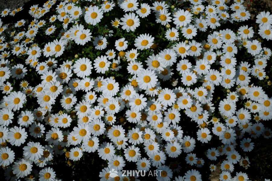 繁星点点的雏菊花海