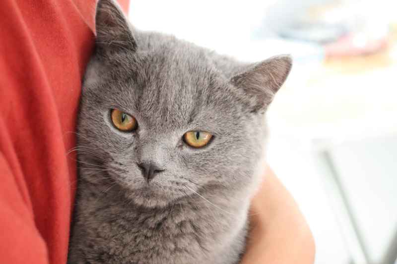 蓝猫自拍 12