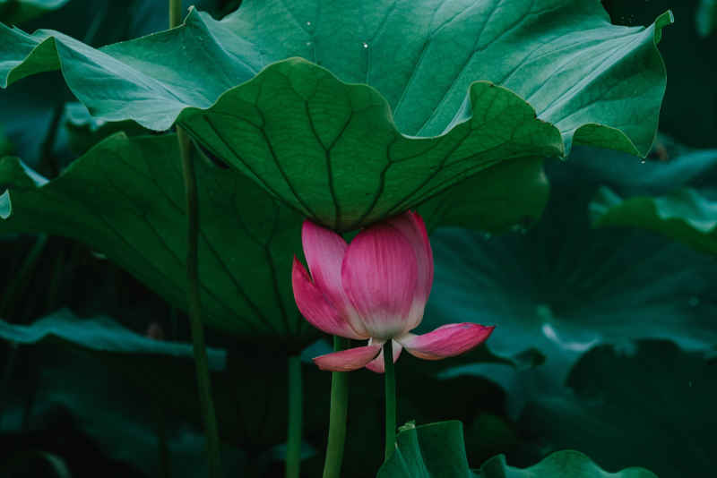 夏雨荷 8