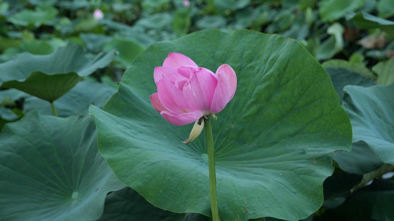 荷花 11