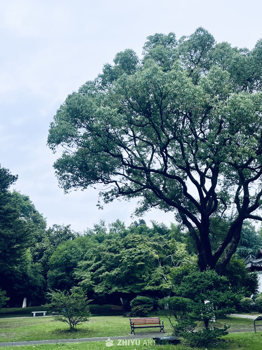 公园中的宁静时光