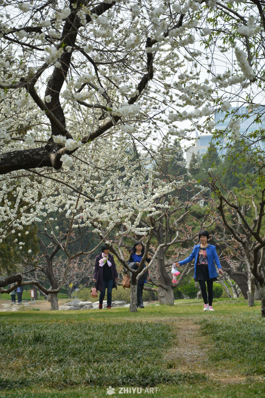山桃花