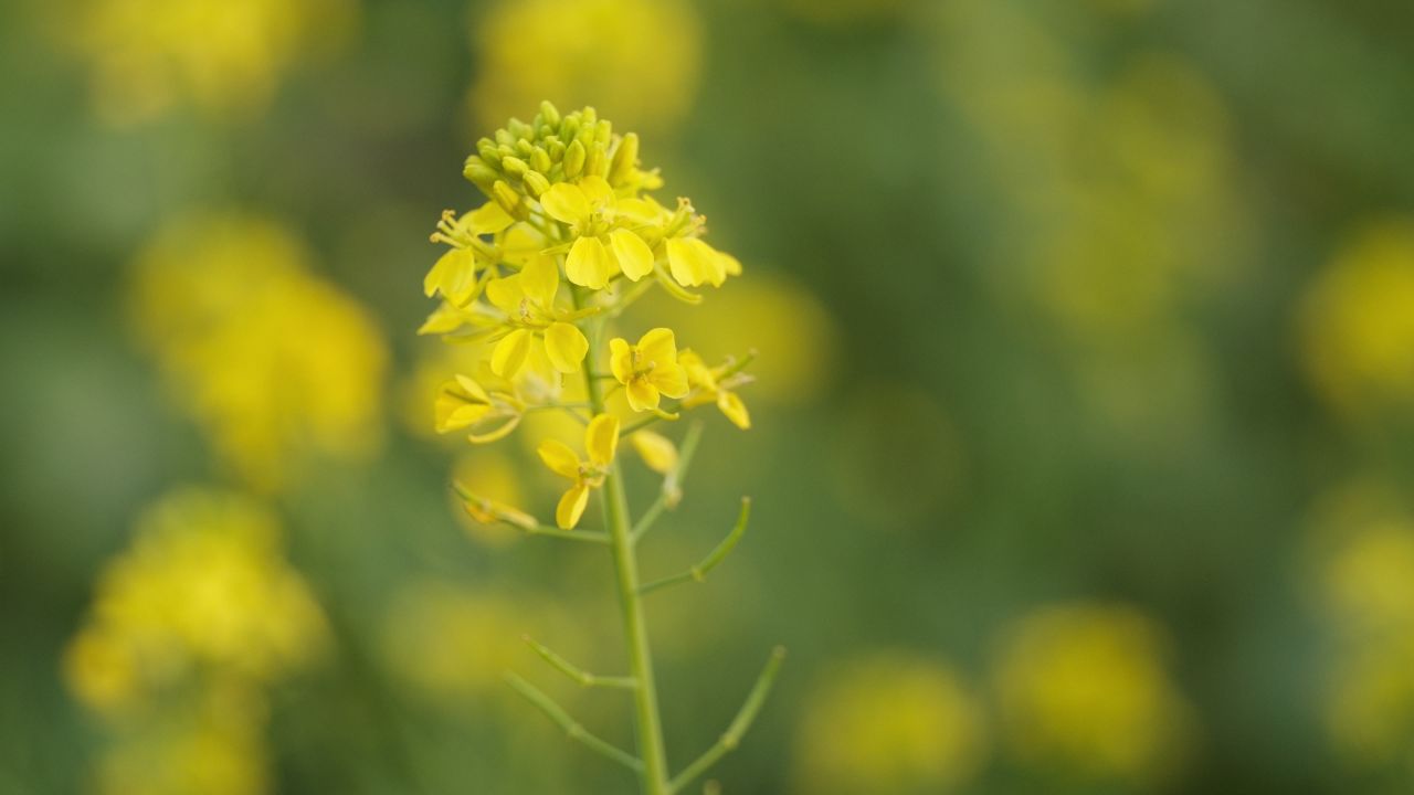 春天农村油菜花海蜜蜂采蜜 20