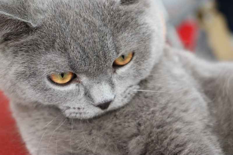 蓝猫自拍 2