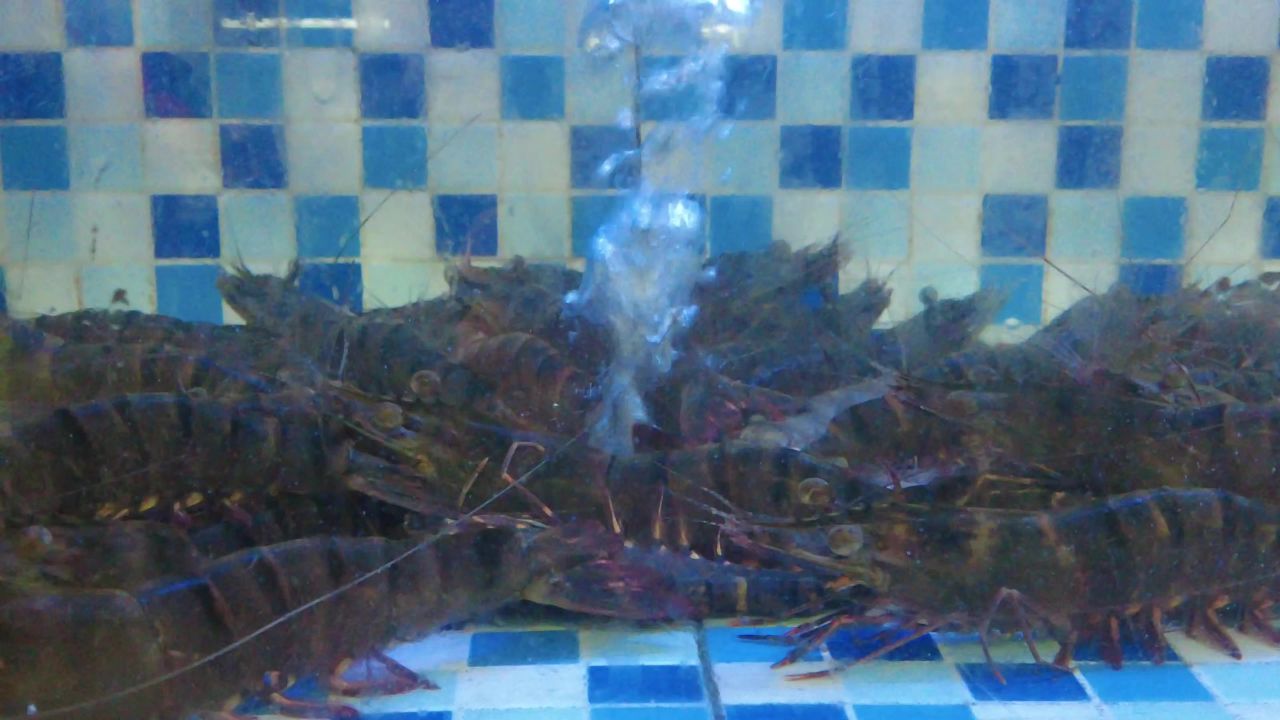 活体新鲜海鲜螃蟹龙虾帝王蟹石斑鱼乌龟实拍 