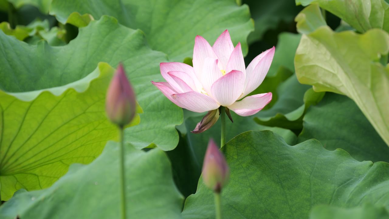 荷花 46