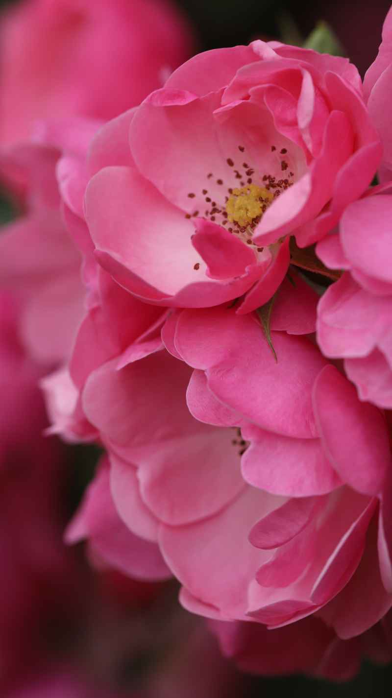 春日小花