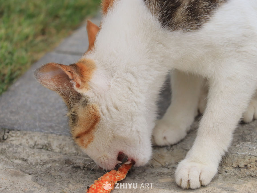 猫咪享受胡萝卜