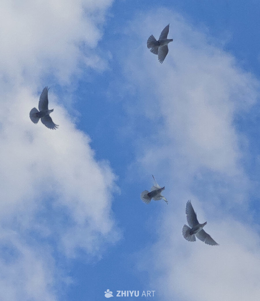 自由翱翔的白鸽