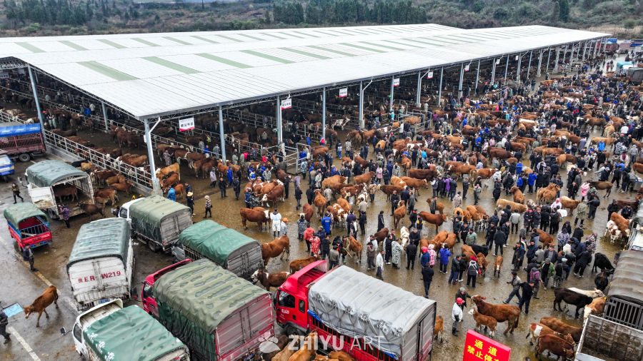 航拍贵州畜牧交易市场 牛市交易 22