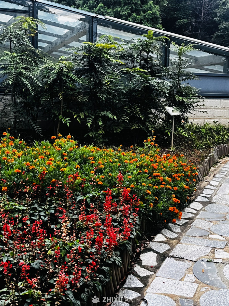 温室旁的花海