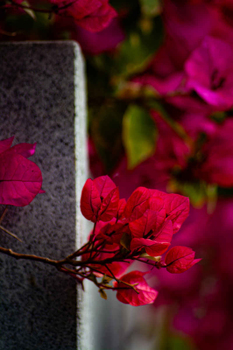 花