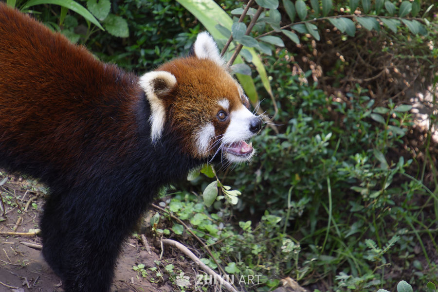 无敌可爱小熊猫