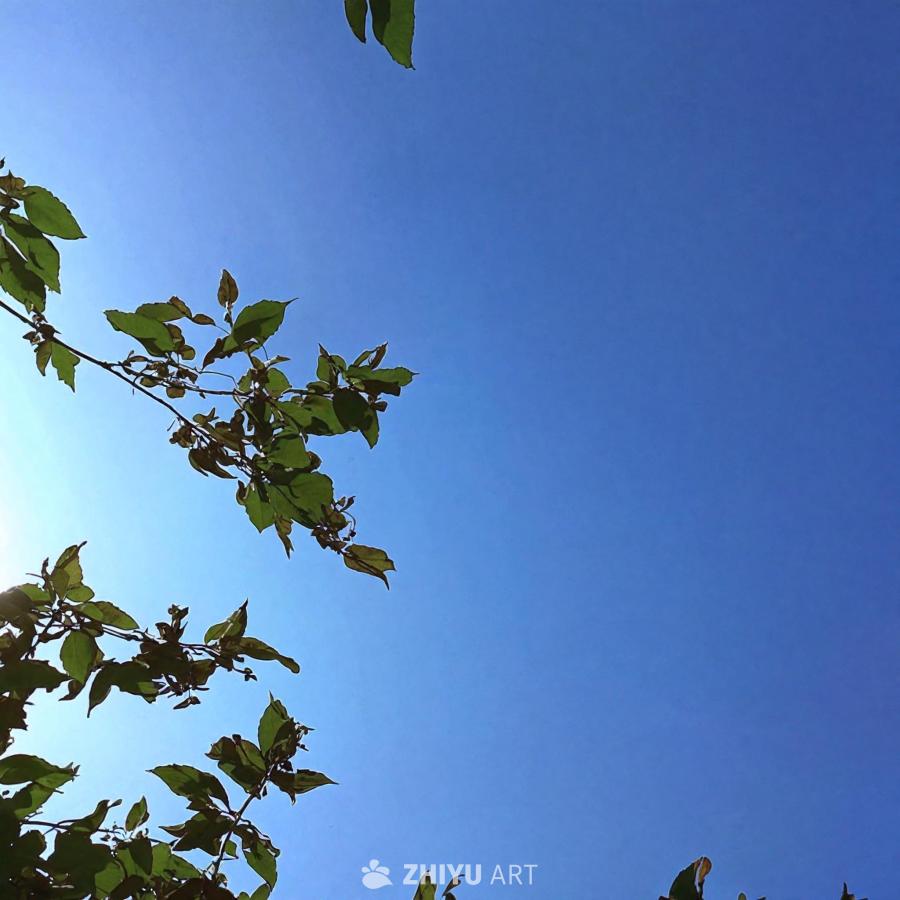 一片蔚蓝的天空，没有云朵。前景中有树的绿色叶子，覆