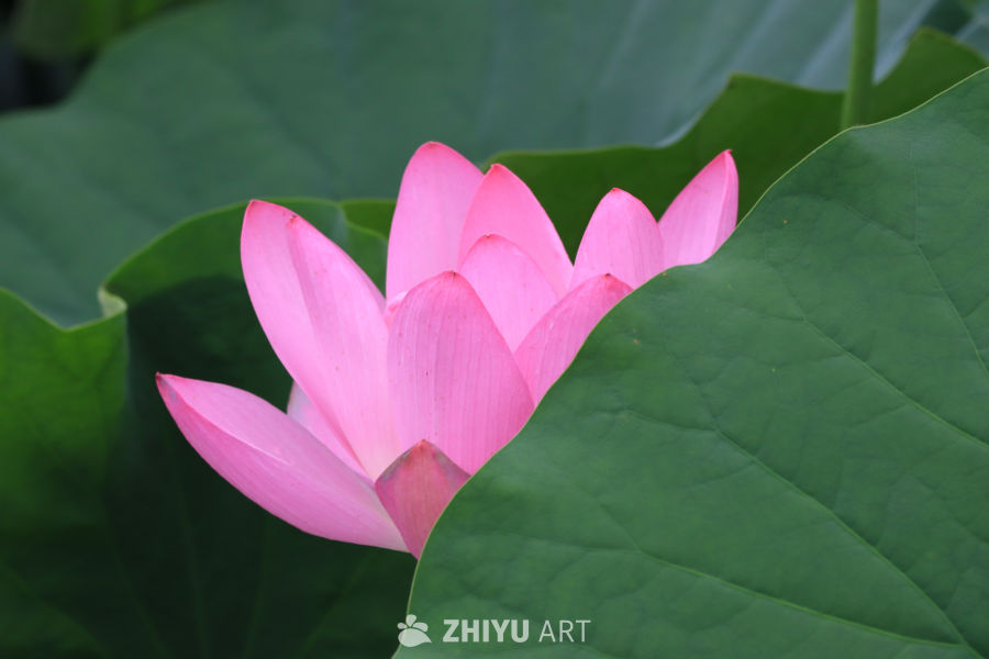 荷花 52