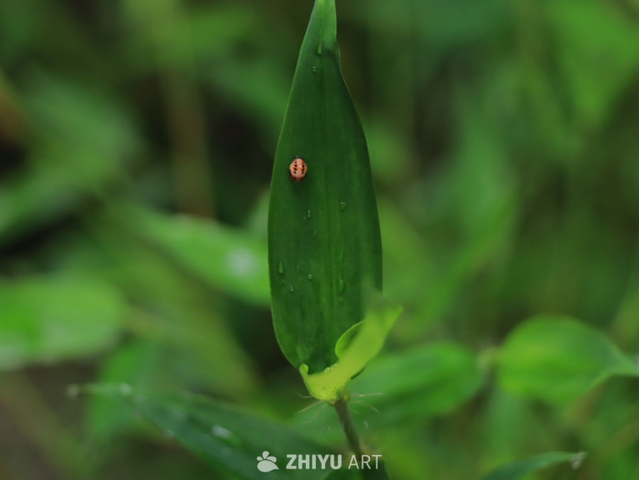 夏日里的竹叶与昆虫