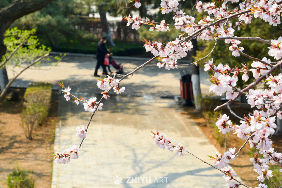 春花山桃
