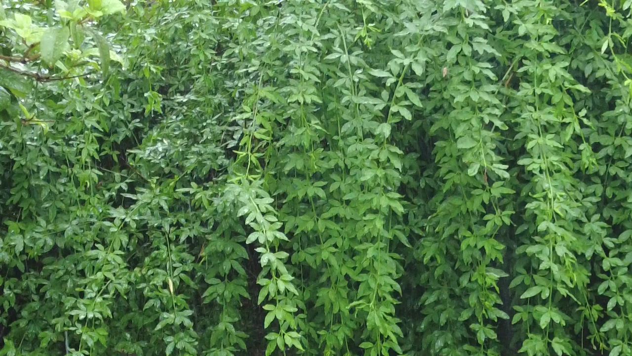 江苏苏州下雨素材实拍
