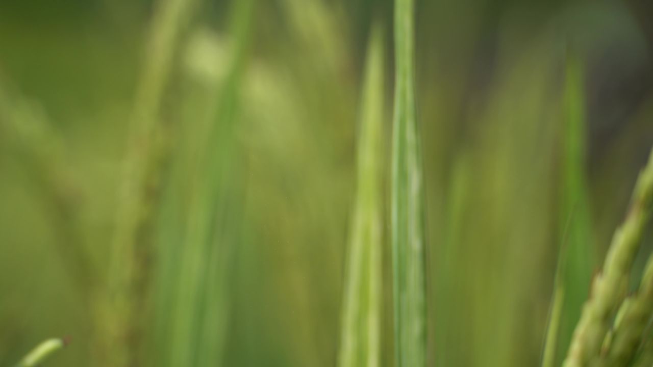 稻谷丰收 21