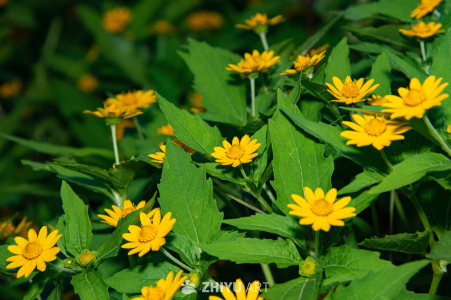 中药材与药材花 23