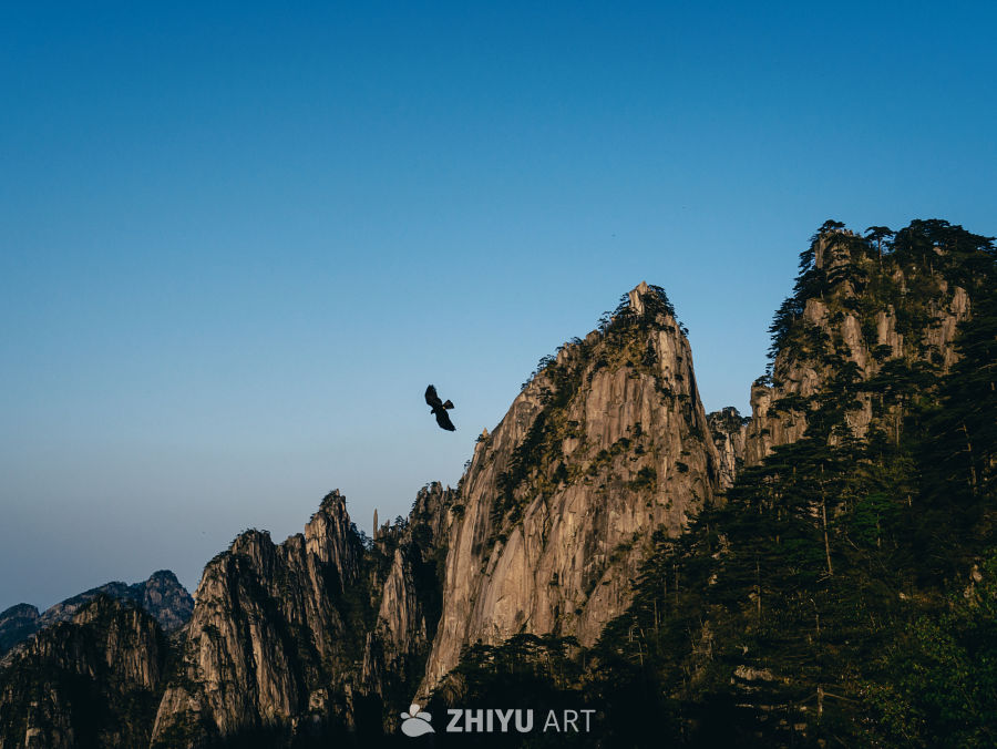 黄山上的飞鸟