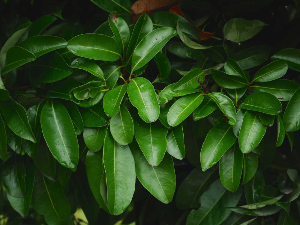 雨后的深绿荔枝叶
