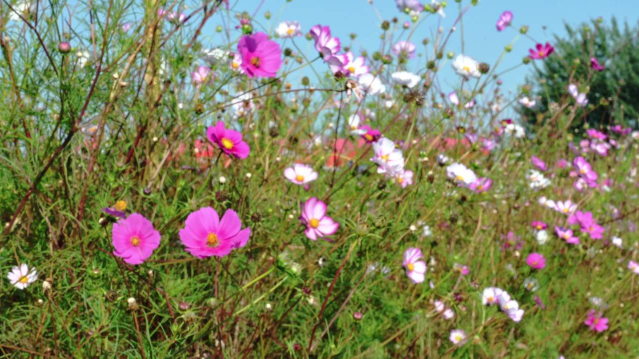 盛开的格桑花和采蜜的蜜蜂