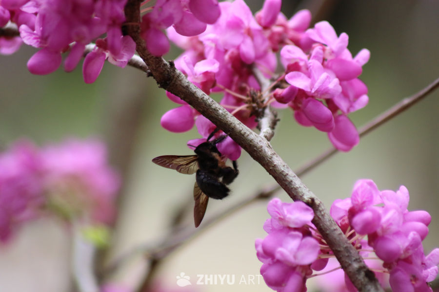 蜂采紫荆花