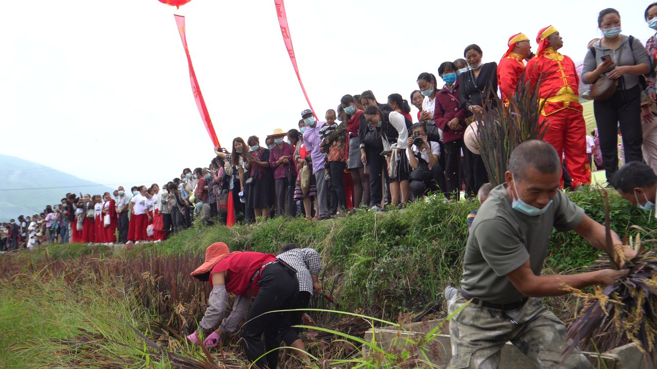 稻谷丰收节 29