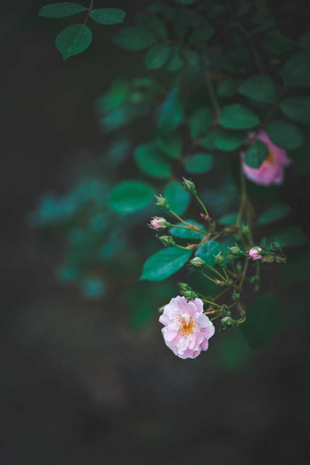 蔷薇花开
