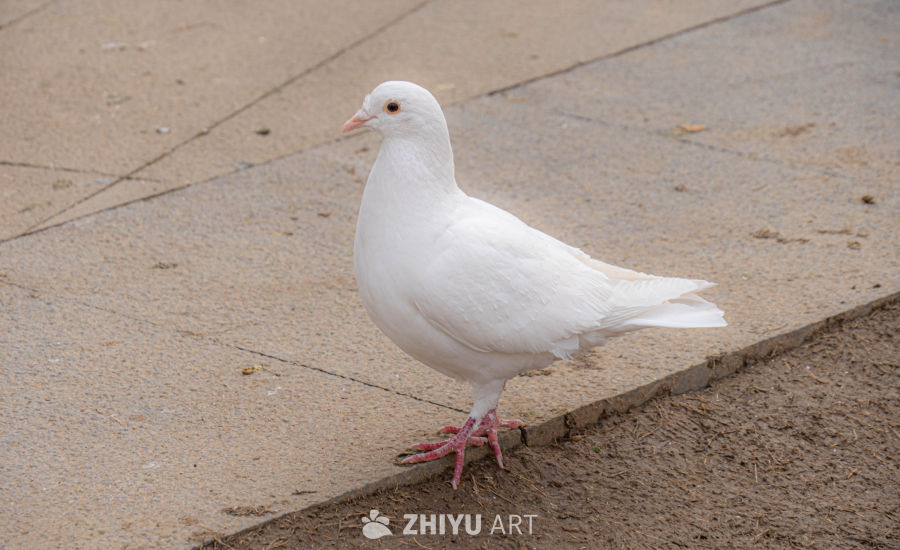 鸽子 28